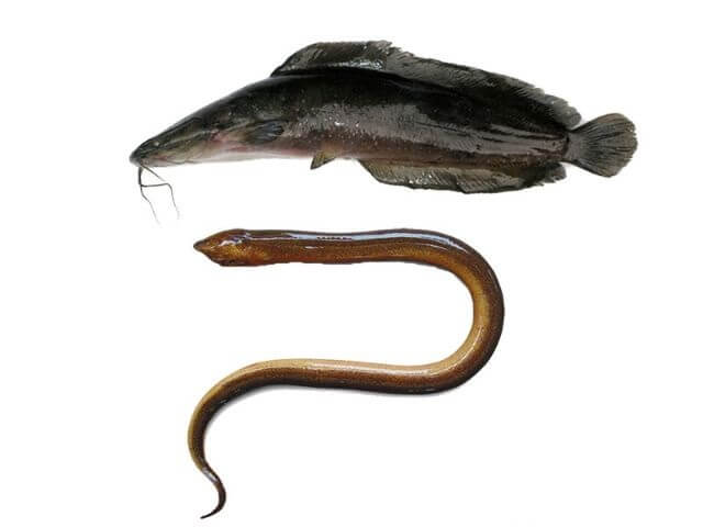 Cách thông cống với lươn hoặc cá lóc